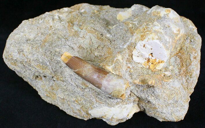 Bargain Fossil Plesiosaur Tooth In Matrix #28642